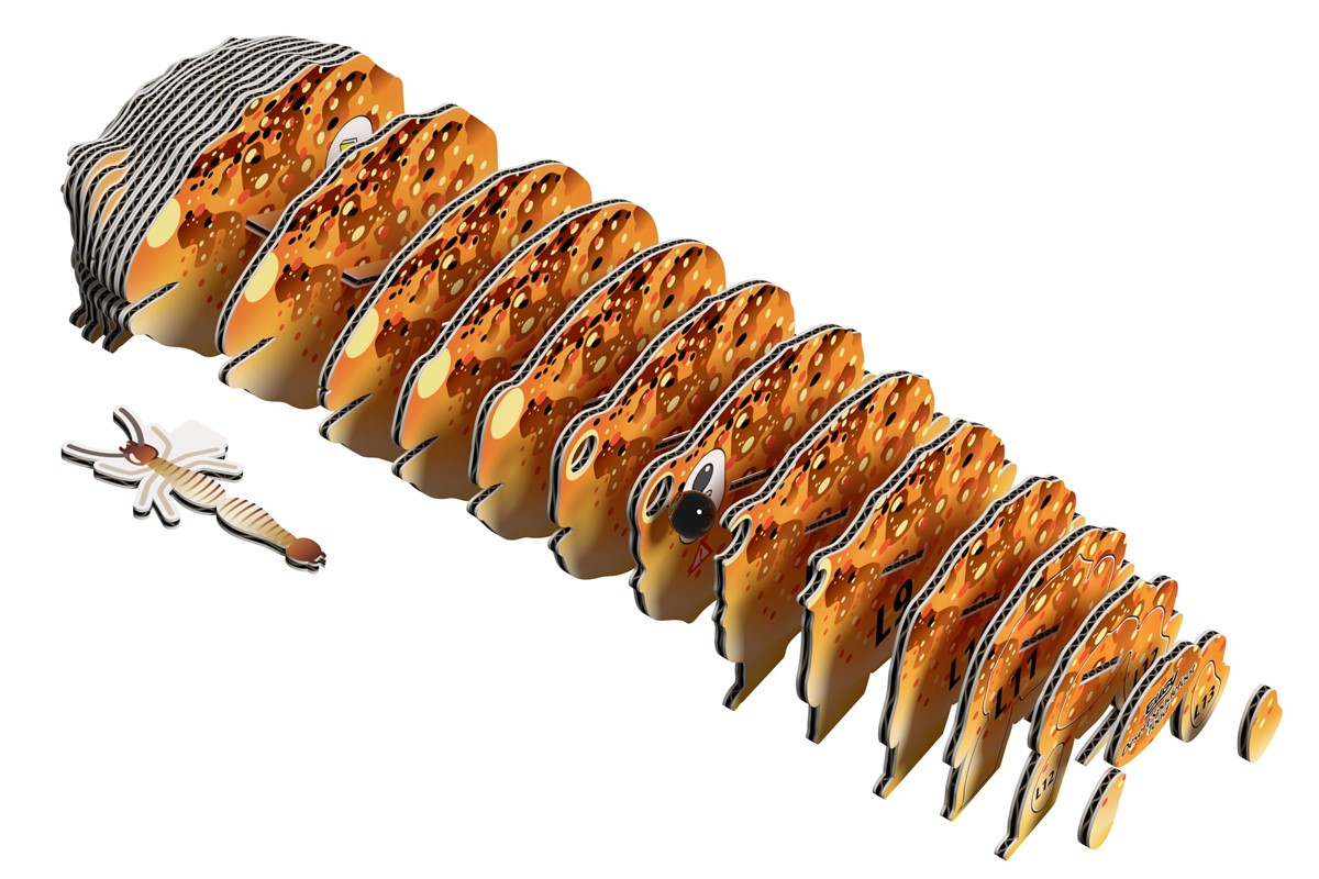 Sapo australiano del desierto, Eugy 117 - Imagen 3